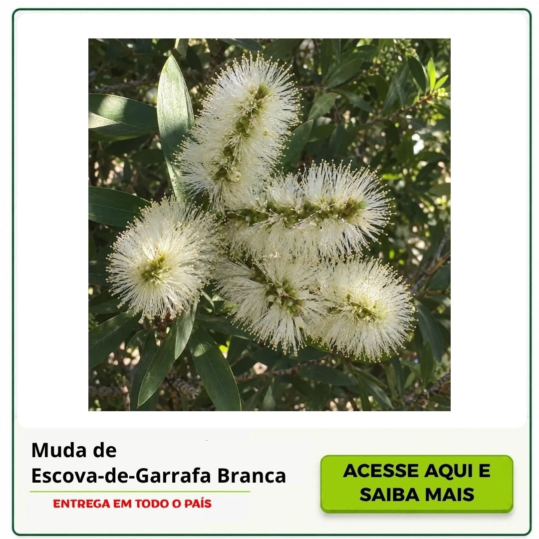 muda de escova de garrafa com branca