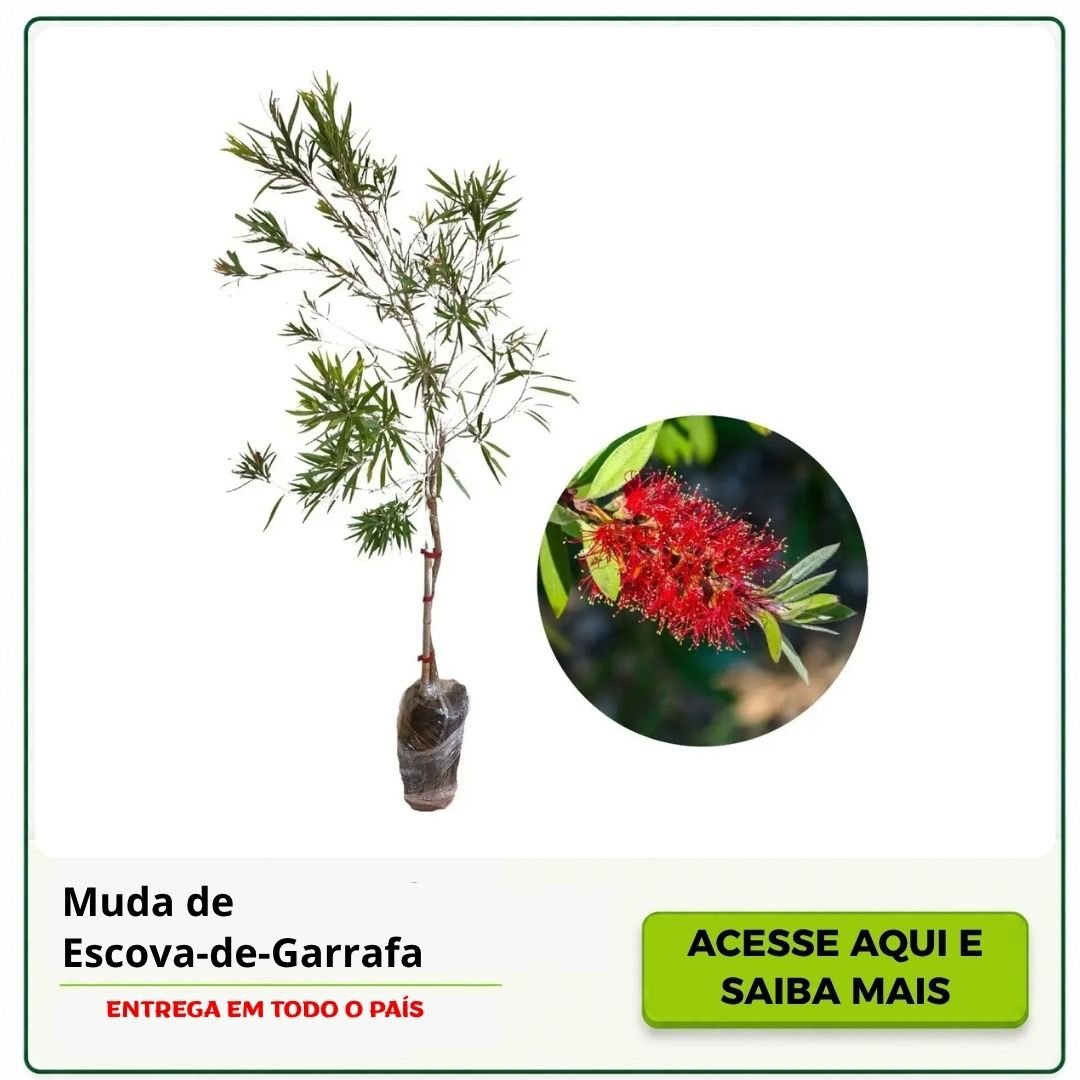 muda de escova de garrafa