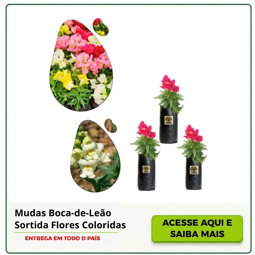 mudas de boca-de-leão