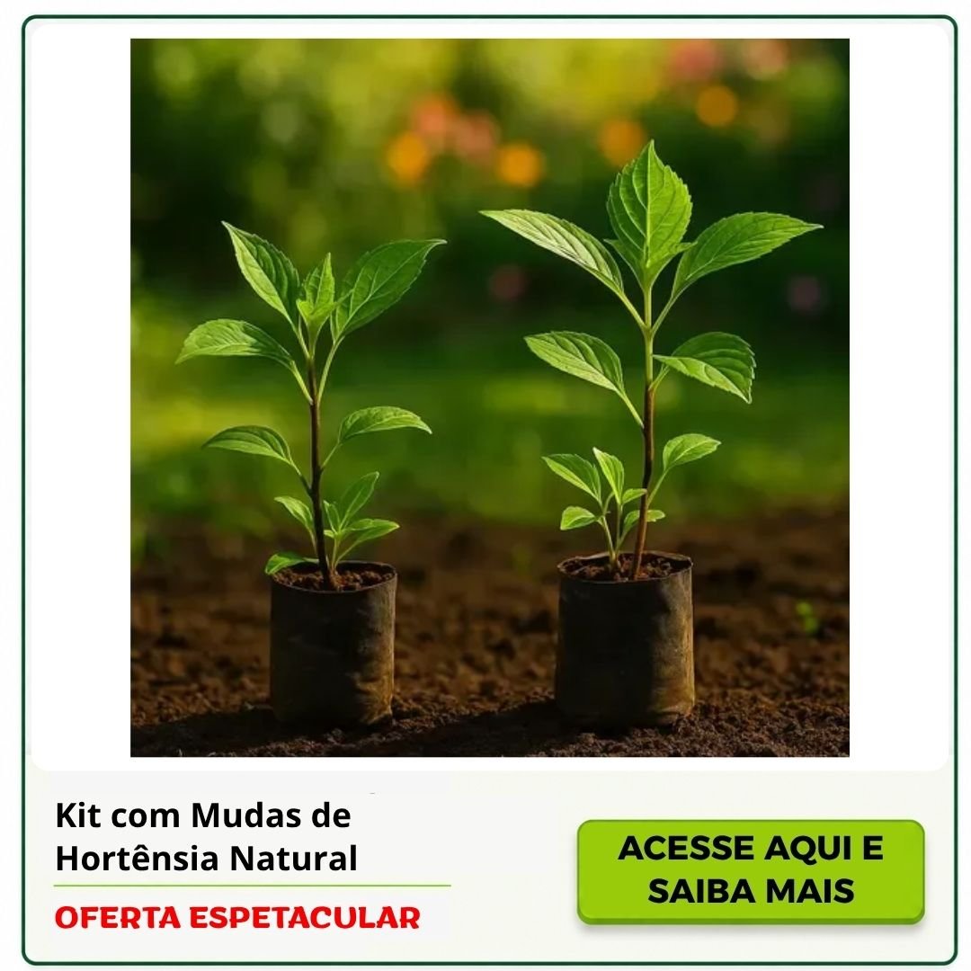 mudas de hortênsia