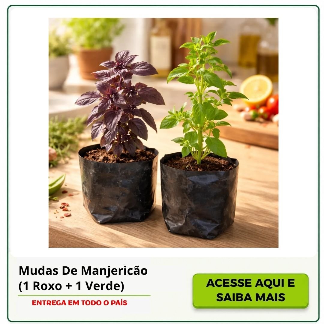 mudas de manjericão