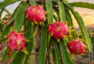 Pé de pitaya com frutos maduros em plantação durante o pôr do sol