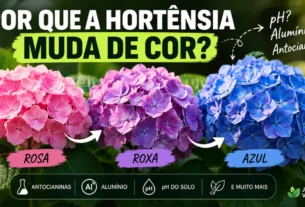 Hortênsias com flores rosas, roxas e azuis mostrando a mudança de cor relacionada ao pH, alumínio e antocianinas