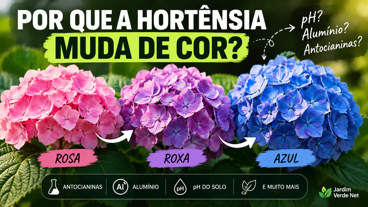 Hortênsias com flores rosas, roxas e azuis mostrando a mudança de cor relacionada ao pH, alumínio e antocianinas