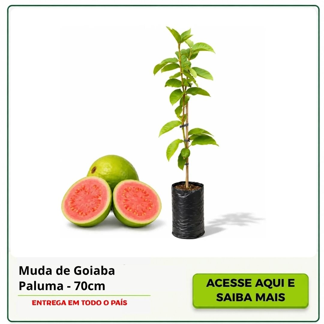 muda de goiaba 