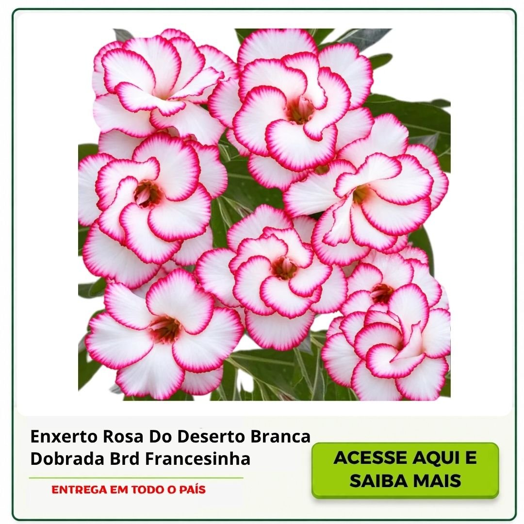 rosa do deserto branca dobrada