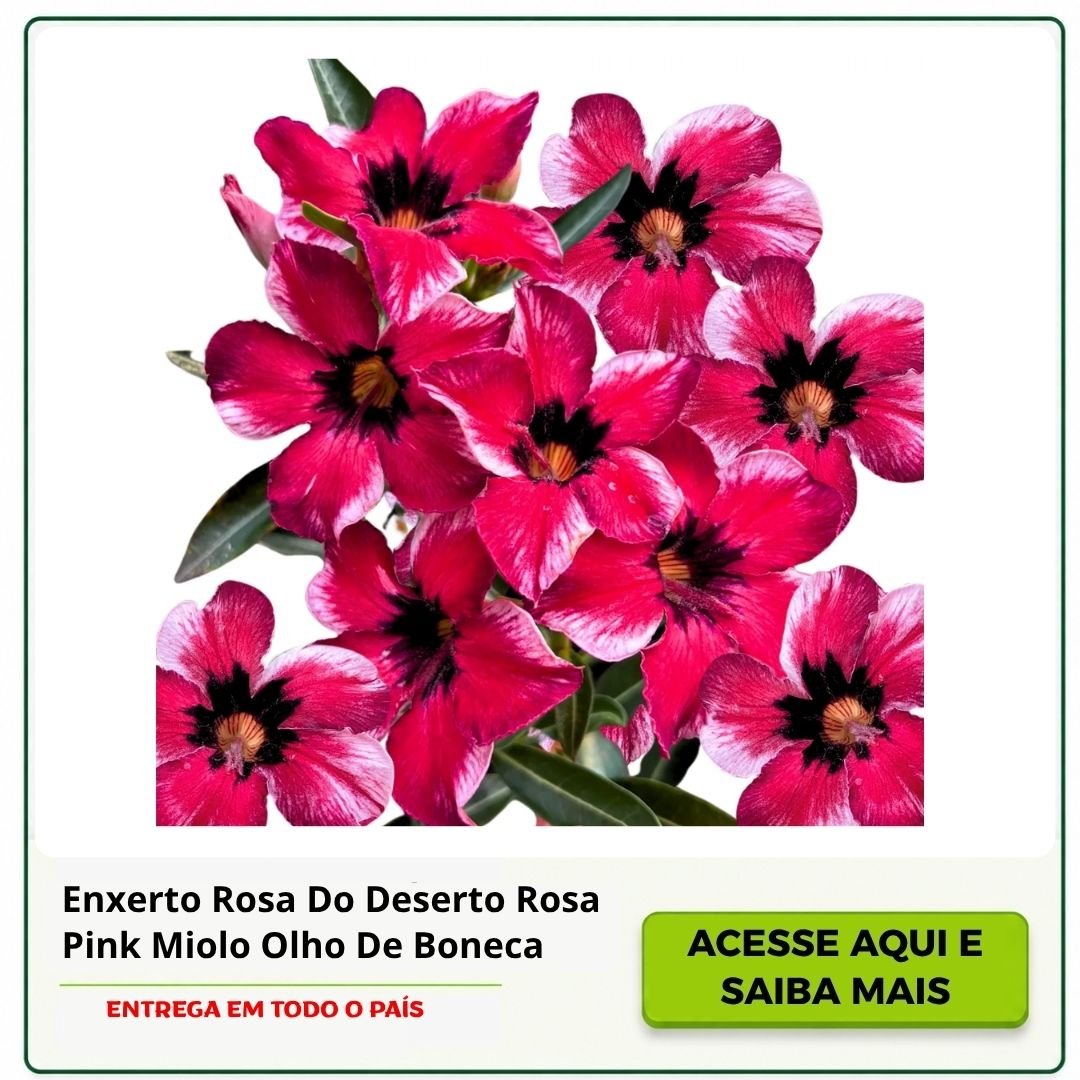 rosa do deserto pink miolo olho de boneca
